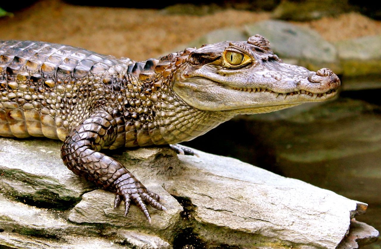 Крокодил это пресмыкающееся животное. Очковый Кайман. Кайман крокодил. Крокодиловый Кайман крокодилы. Гладколобый Кайман.