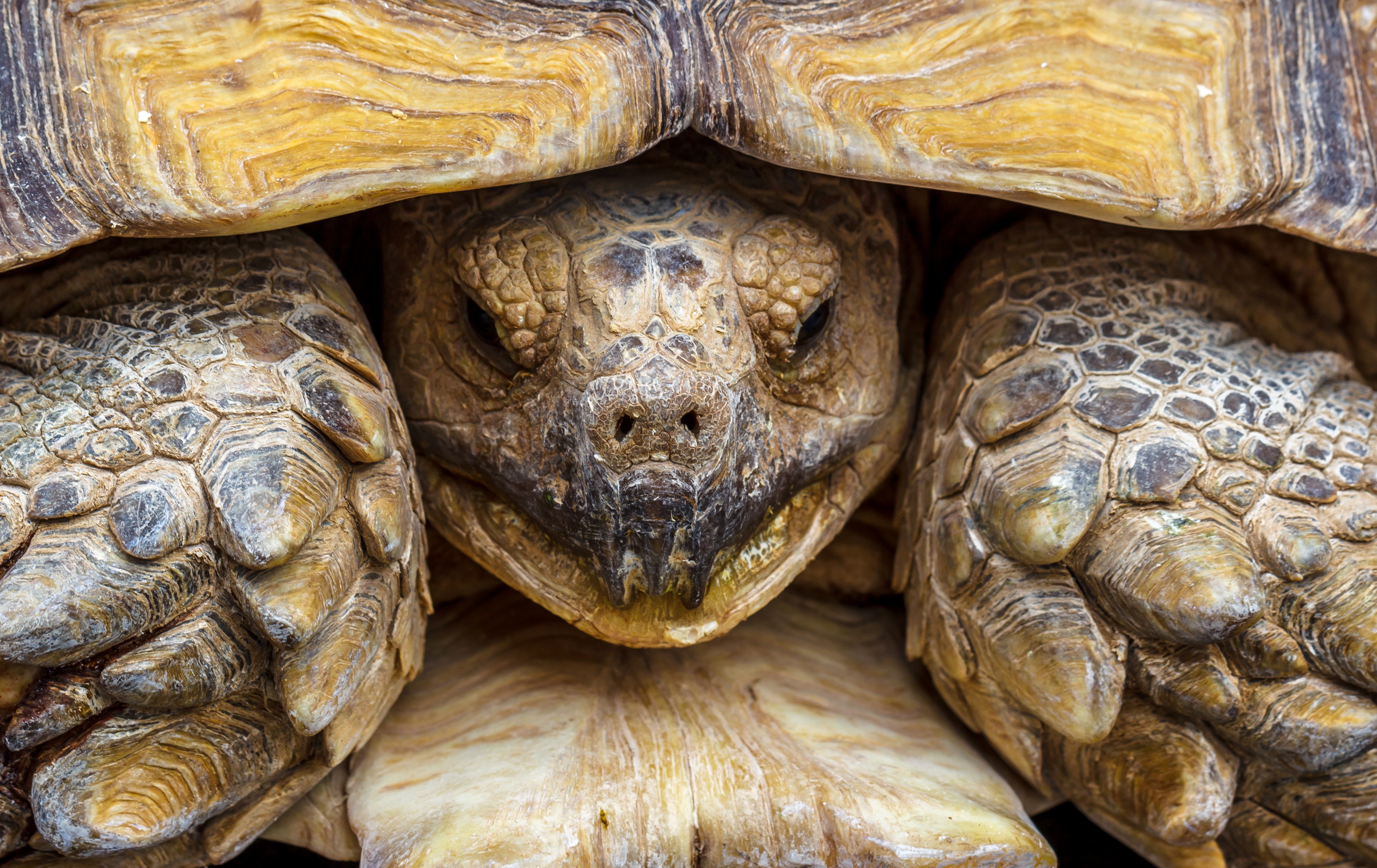 Зачем черепахе панцирь - Мир животных Белый Кенгуру